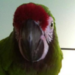 Kelly, the male Military Macaw.